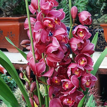Cymbidium Orchid Seeds for growers seeking a long-blooming display