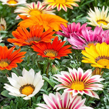 Gazania Gazania Rigens Seeds valued for sunny Home Ground Cover