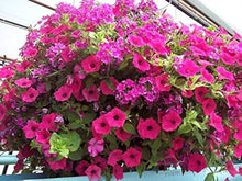 Petunia flower Seeds (Petunia hybrida) for growers filling out the vertical garden pots or home planters