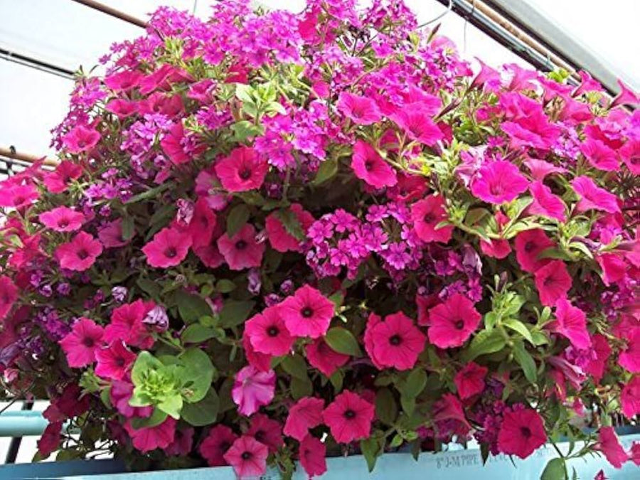 Heirloom Pink Garden Petunia Hybrida Seeds