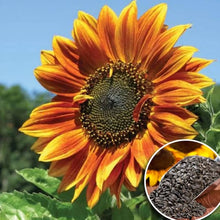 Giant Sunflower Seeds for a bright addition to the Helianthus bed pollinator strip