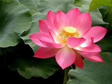 Lotus Seeds (Nelumbo nucifera) for a lasting display in the Water Garden