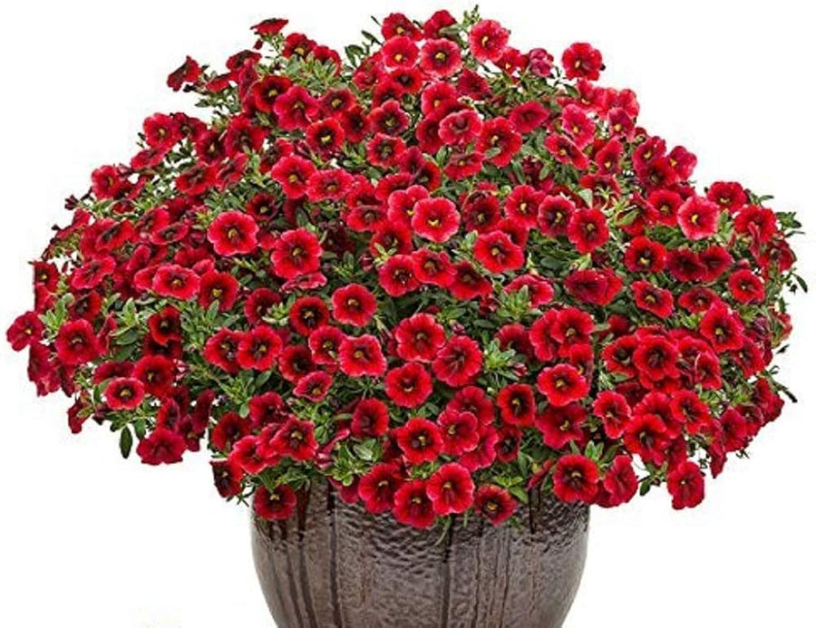 Crimson Red Calibrachoa Petunia - for planting in home garden