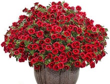 Heirloom Red Garden Petunia Hybrida Annual Seeds valued for vibrant, Long-Lasting Blooms