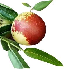 Red Jujube Exotic Bonsai Fruit Seeds