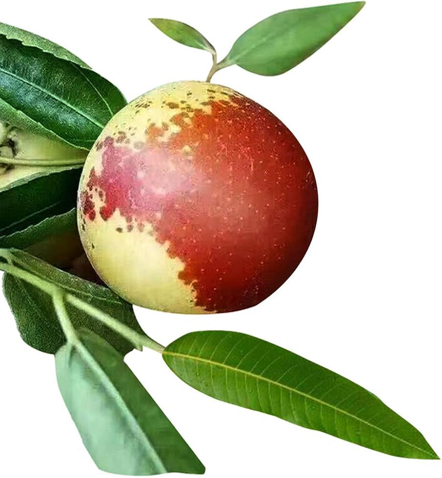 Red Jujube Exotic Bonsai Fruit Seeds