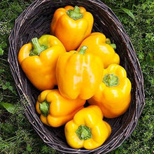 Yellow Caribbean Allspice Pepper Seeds (Capsicum chinense) for a reliable harvest in the Hot Climate Gardens – Seeds