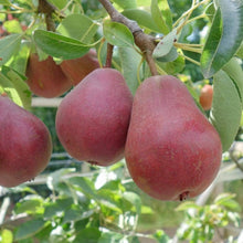 Bartlett Pyrus Pear Seeds prized for fruit Trees