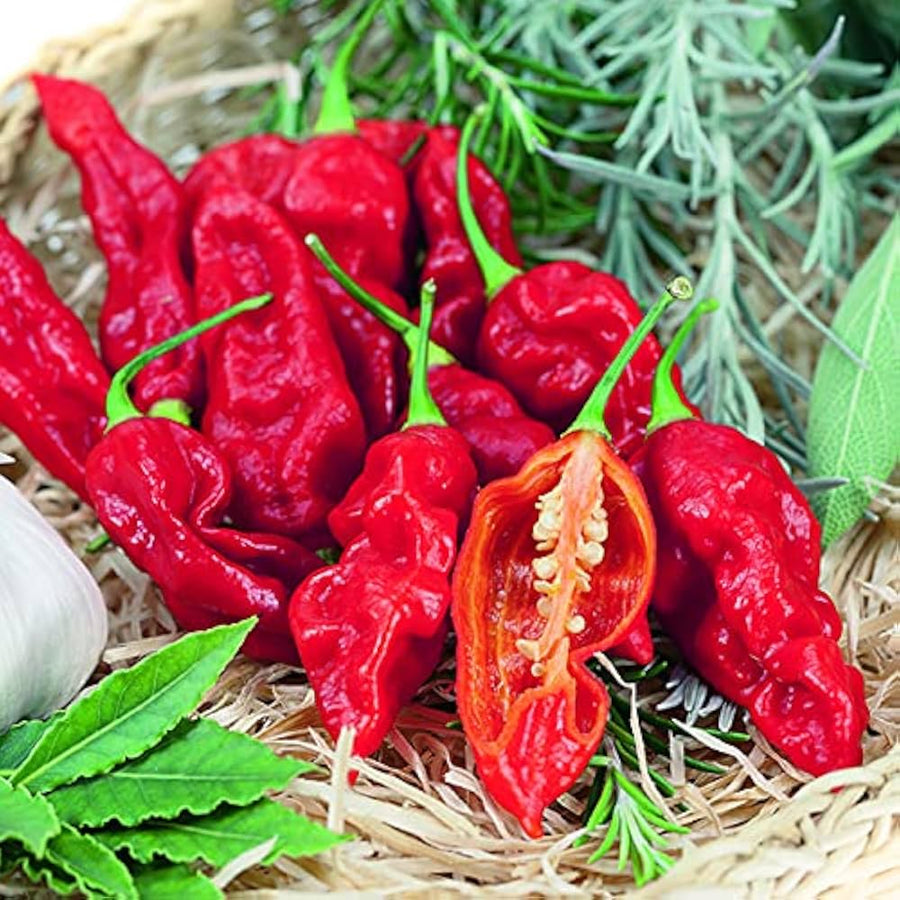 Bih Jolokia peppers from super hot seeds with fiery red pods and wrinkled skin