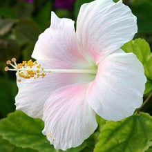 Hibiscus Seeds (Hibiscus rosa-sinensis) for a lasting display in the ornamental gardens and flower beds