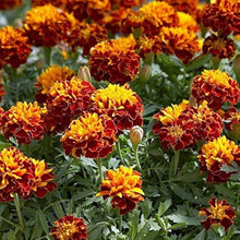 Matrix Sangria Pansy Seeds for seasonal color across the Bold, Beautiful Garden Flowers