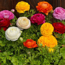 Ranunculus Asiaticus Yellow Seeds for colorful blooms in the Home Garden Flower Pots