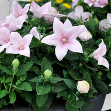 Pink Astra Balloon Flower Rare Perennial Seeds for growers filling out the Home & Garden