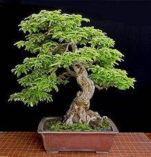 Bonsai Mixed Seeds for a lasting addition to the Home Garden