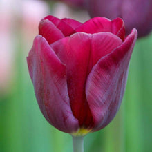 Genuine Tulip Bulbs for colorful blooms in the Purple Spring Garden Flowers
