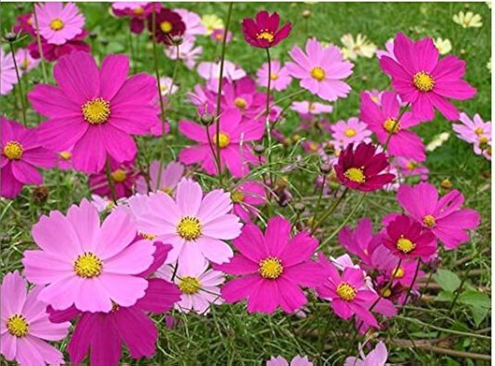 Pink-Edged Flower - for planting in home garden