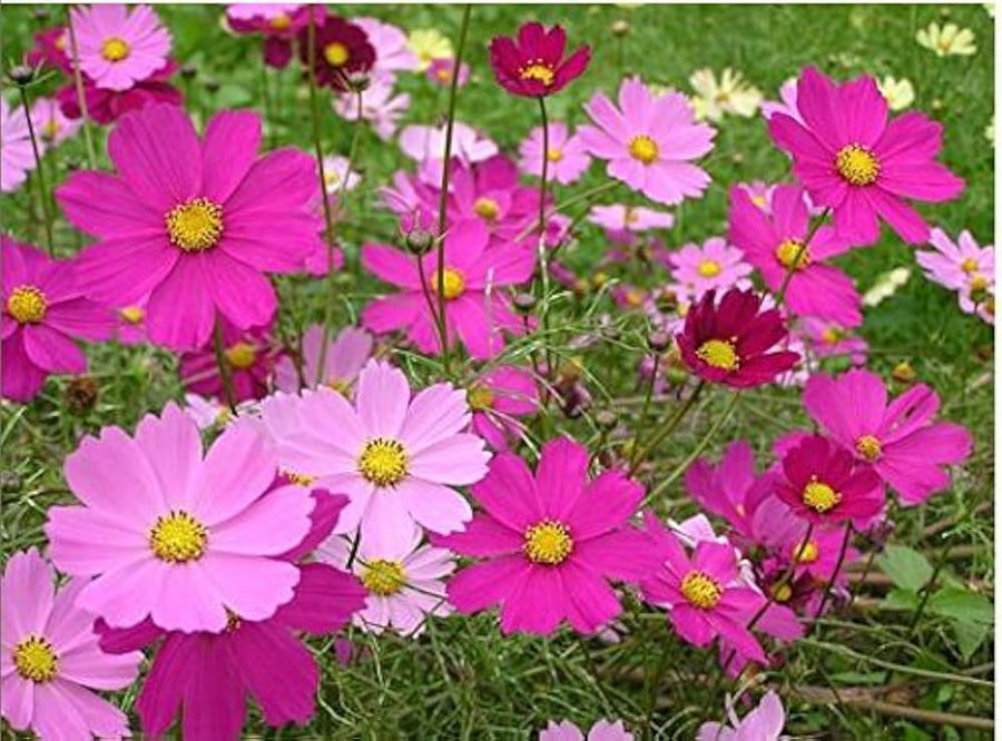 Pink-Edged Flower - for planting in home garden
