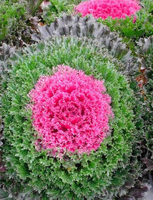 Brassica Oleracea Seeds for a lasting display in the Light Pink Garden