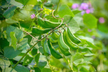 Tender Beans Seeds (Phaseolus vulgaris) for growers stocking the Home Vegetable Patch