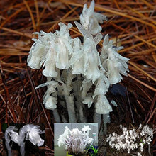 Monotropa Seeds (Monotropa uniflora) for seasonal color across the Flower Bed