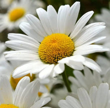White Daisy Seeds for colorful blooms in the Outdoor Containers