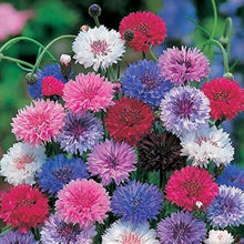 Bachelor Button Centaurea Cyanus Mixed Seeds for a bright addition to the Cut Flower Seasonal Borders