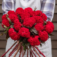 Celosia Cristata Cockscomb Mix Seeds for gardeners building out beds and borders