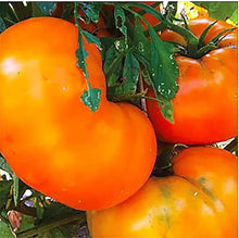 Vladimir Vysotskiy Tomato Seeds for growers stocking a kitchen garden
