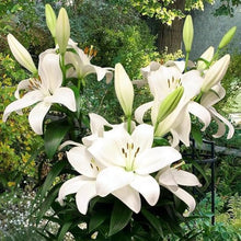 Lilium Flower Garden Seeds
