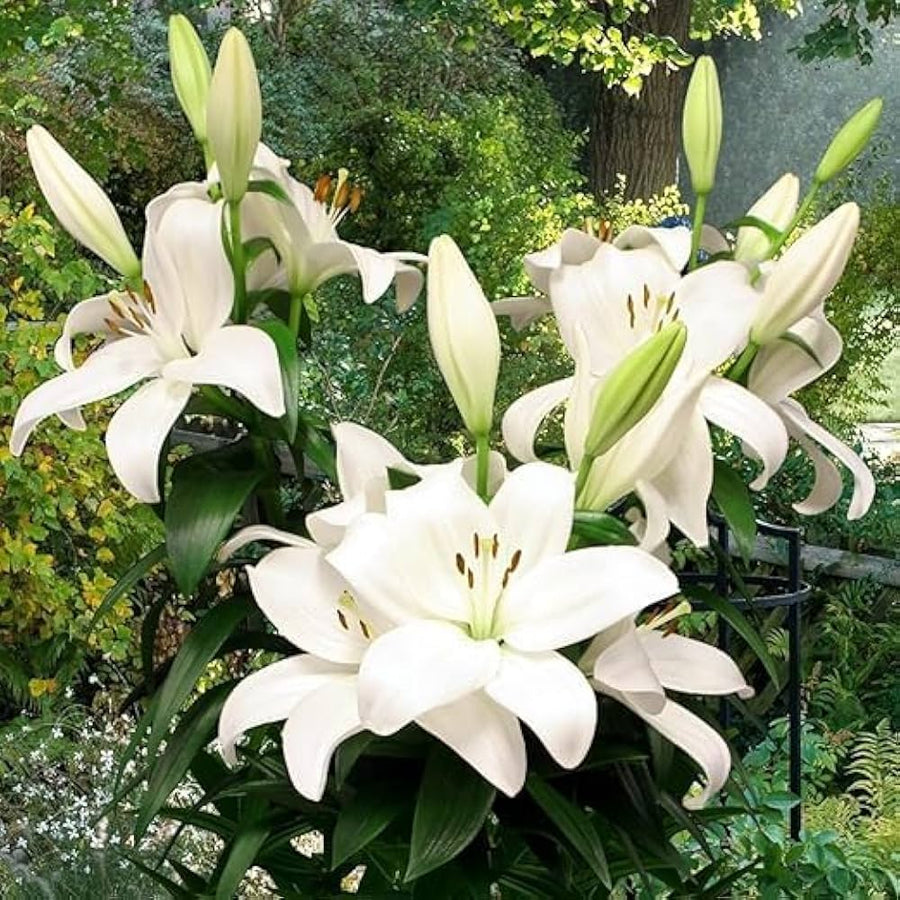Lilium Flower Garden Seeds