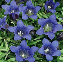 Gentian Seeds (Gentiana spp.) for a lasting display in the Flower Bed & Garden