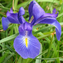 Perennial Gladiolus & Rare Iris Seeds for growers seeking a long-blooming display