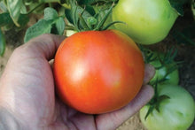 Red BLT F Hybrid Tomato Seeds for growers stocking a kitchen garden