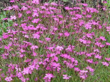 Dianthus Dianthus Deltoides Maiden Pink Seeds for seasonal color across the Rock Gardens