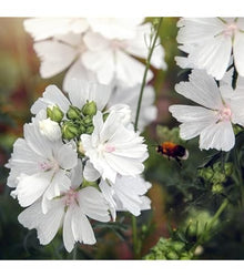 Malve Super-Single-Mix Seeds for seasonal color across the home garden flower bed