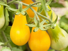 Zebra Tomato Seeds for a reliable harvest in the Home Vegetable Patch