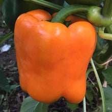 USA F Hybrid Mini Orange Pepper Seeds for a reliable harvest in the Urban Garden