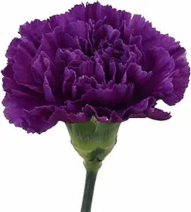 Carnation Dianthus Caryophyllus Heirloom Purple Flower Seeds for Planting – Ideal for Garden Borders and Cut Flowers
