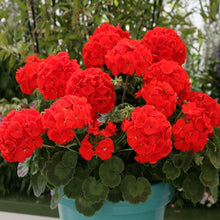 Geranium Red Seeds (Pelargonium hortorum) for growers filling out the home garden or decorative pots