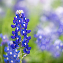 Bluebonnet Seeds (Lupinus texensis) for seasonal color across the Flower Bed & Garden