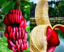 Dwarf Banana Tree Seeds for growers wanting a homegrown harvest