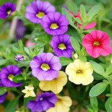 Calibrachoa Calibrachoa Hybrida Yellow Petunia Seeds for a lasting display in the Hanging Garden Borders
