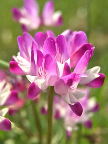 Chinese Milk Vetch Astragalus Sinicus Seeds for growers filling out the Backyard Cover Crop Beds