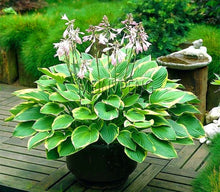 Hosta Hosta Ice White Lace Perennial Seeds for colorful blooms in the Shaded Garden Edging
