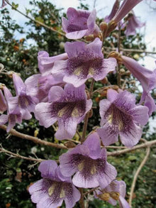 Royal Empress Seeds (Paulownia tomentosa) for a lasting display in the Landscape
