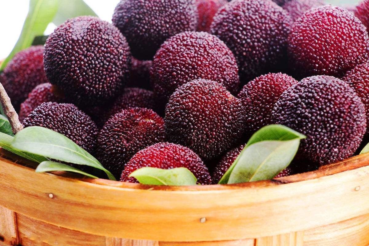 Bayberry Use for planting in home garden.