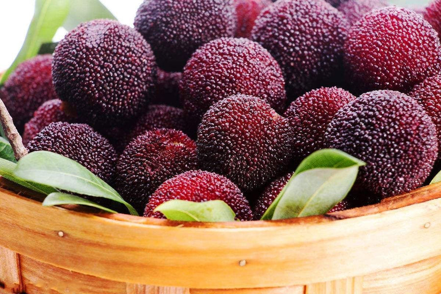 Bayberry Use for planting in home garden.