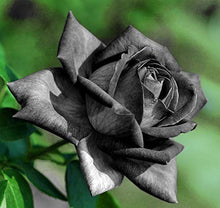 Chinese Black Rose Rosa Chinensis Seeds for seasonal color across the Backyard Gift Gardens