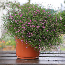 Gypsophila Gypsy Deep Rose Seeds for colorful blooms in the Soft Garden Blooms