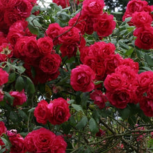 Plant Climbing Ivy Seeds for a Beautiful Red Garden et of  Ornamental Garden Plant Garden Plant Seeds